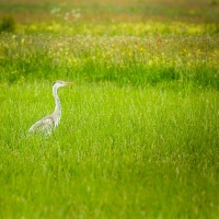 20170610_0062-Redigera