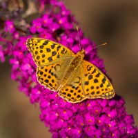 20190729_0080-Redigera