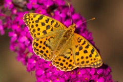 20190729_0080-Redigera