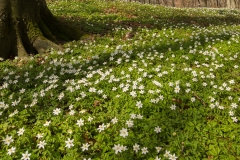 20130428_Sträntemölla_0039