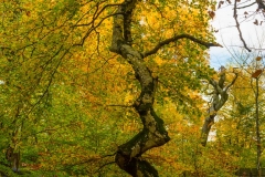 20171029_0025-Redigera
