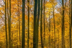 20171107_0048-Redigera
