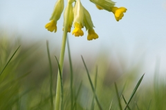 20130515_Brösarps backar_0039