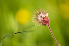 20130606_macro_0001-2-Redigera