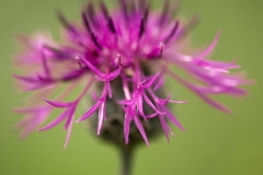 20130719_macro_0111-Edit