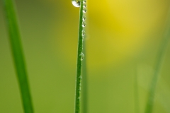 20140520_Österlen_0001